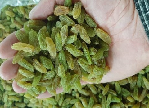 تصویر 2 از خرید و قیمت کشمش تیزابی سبز + فروش صادراتی